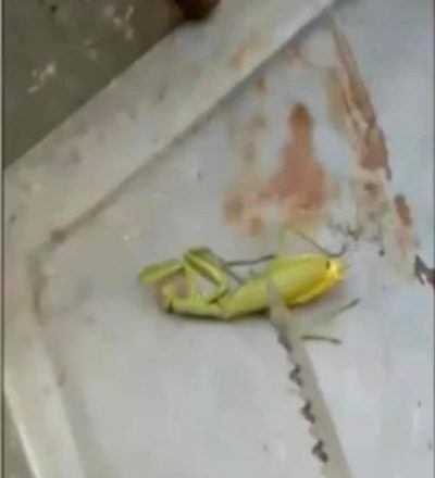Parasite Living Inside A Preying Mantis